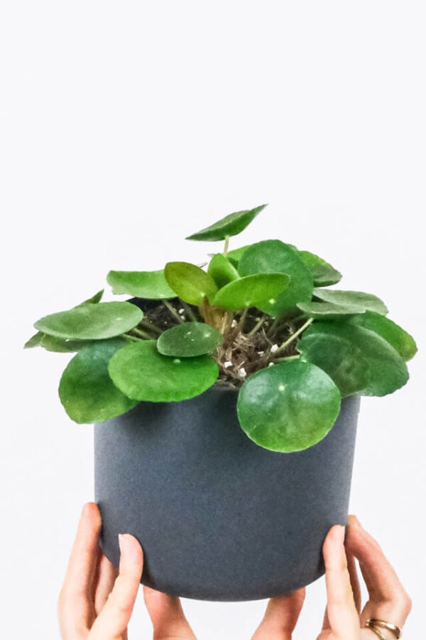 Peperomia Lemon Lime - Image 2